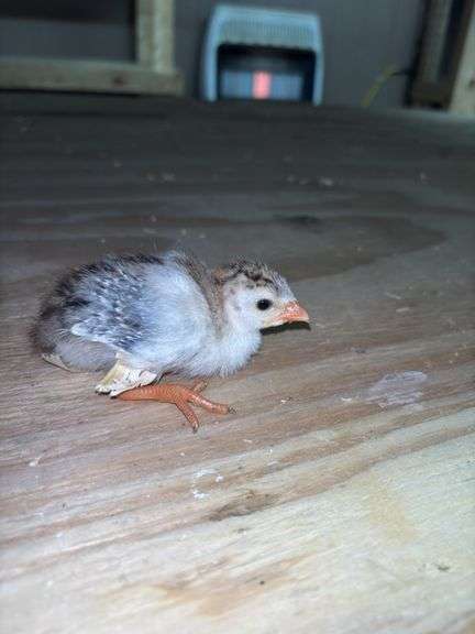 4 Royal Purple Guinea Keets - 1 Wk Old