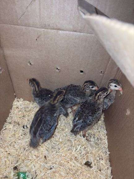 5 Guinea Keets