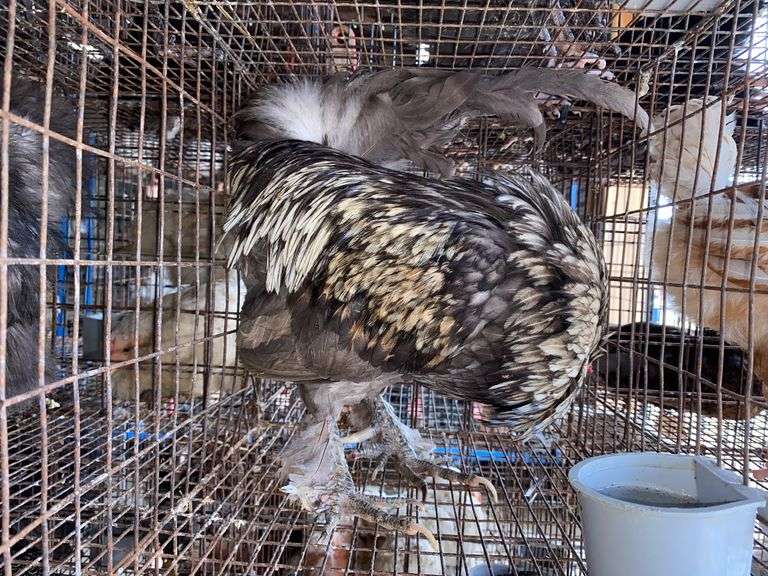 Satin Silkie