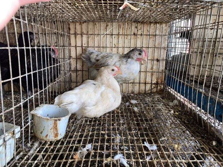 2 Light Brahma Mix Pullets - 7 Wks Old