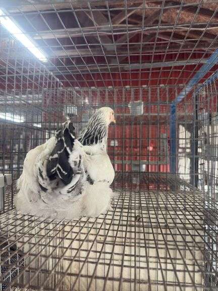 Light Brahma Chicken