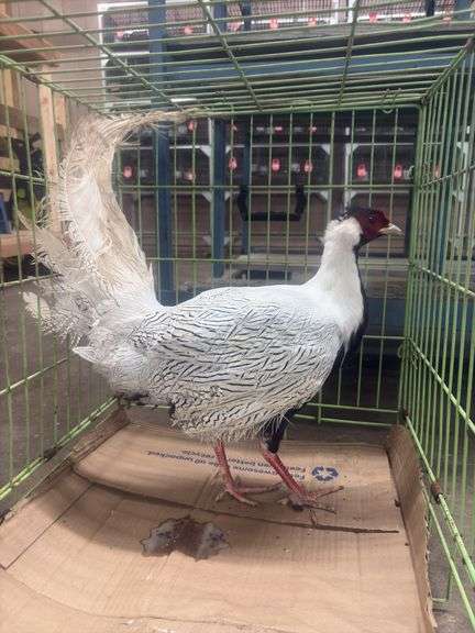 Male Silver Pheasant w/ Cage