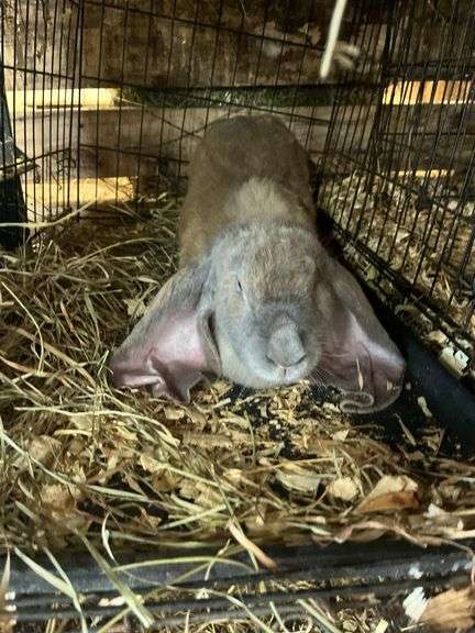 Proven English Lop Doe w/ Pedigree