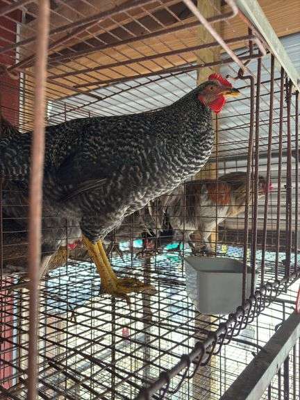 Barred Rock Rooster
