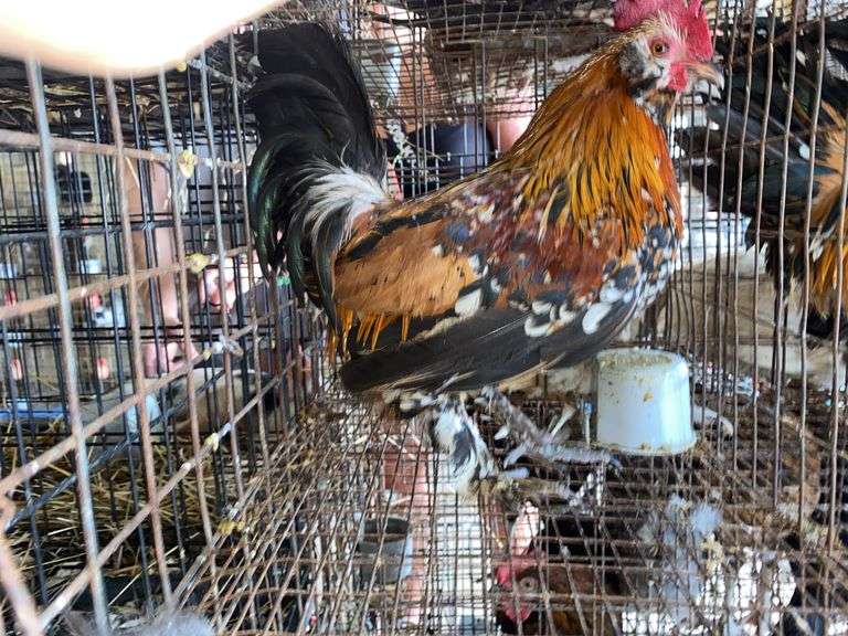 Mille Fluer Duccle Rooster