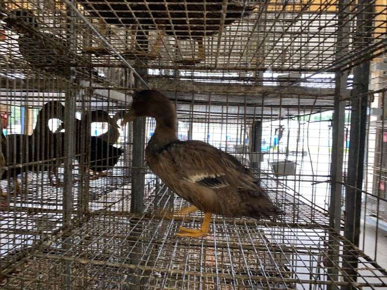 Welsh Harlequin Hen Duck