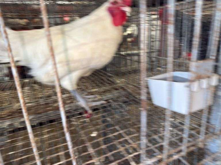 American Breese Rooster