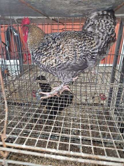 Barnyard Rooster