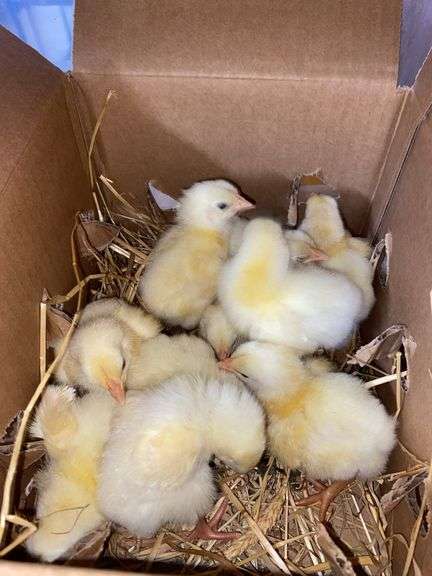 10 Cornish Cross Chicks