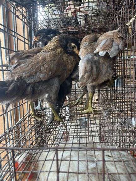 4 Ameraucana Pullets