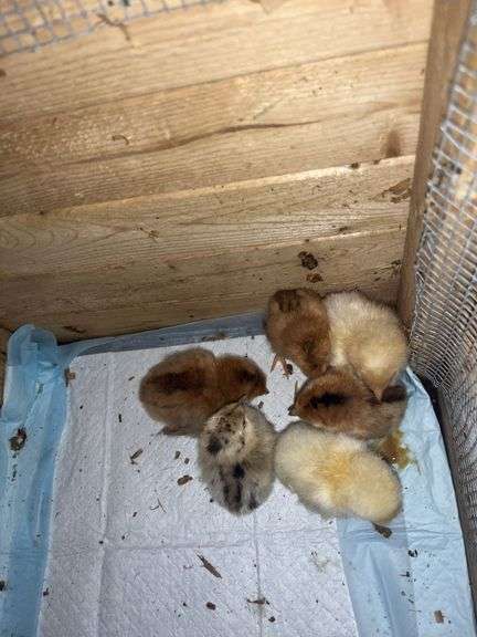 6 Easter Egger Chicks