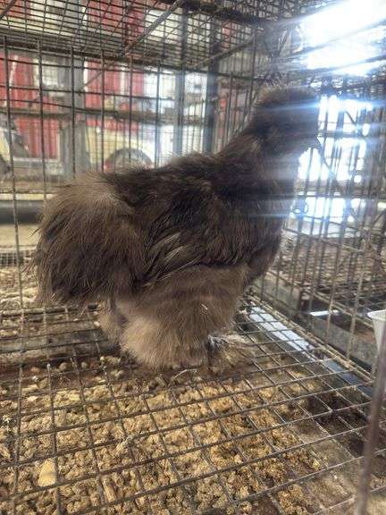 Chocolate Silkie Rooster