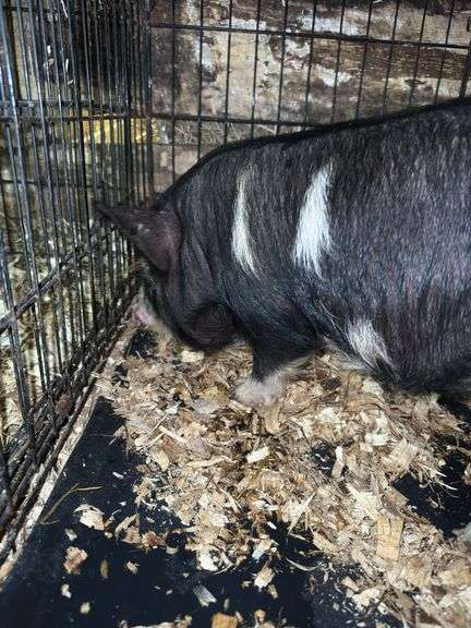 Black Gilt Kune Kune Pig - 9 Wks Old - Hand Fed