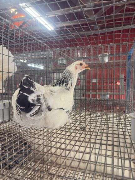 Light Brahma Chicken