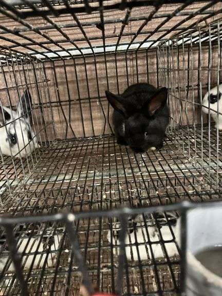 Black Bunny