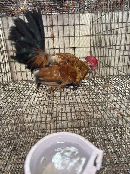 Millie Fleur Rooster