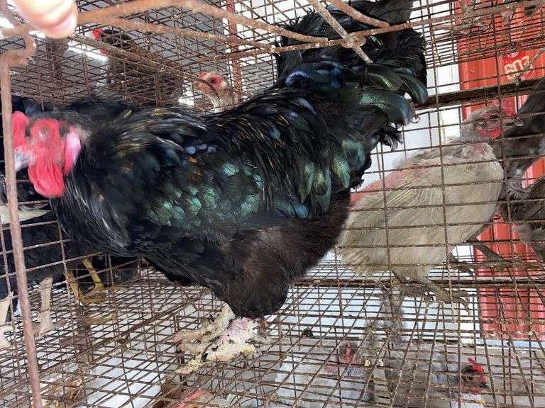 Maran Cross Rooster