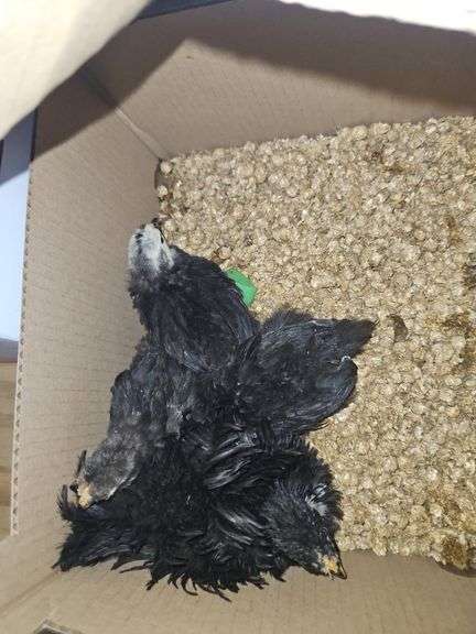 1 Frizzle & 3 Cochin Banties - 4 Wks Old