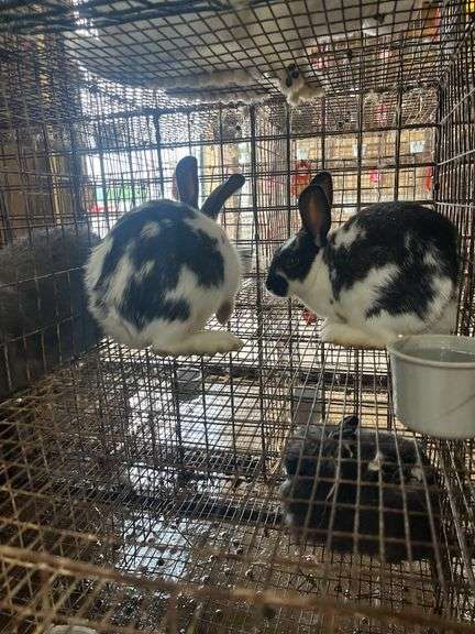 2 Rabbits