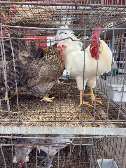 3 Cream Legbar Hens & 1 White Legbar Rooster