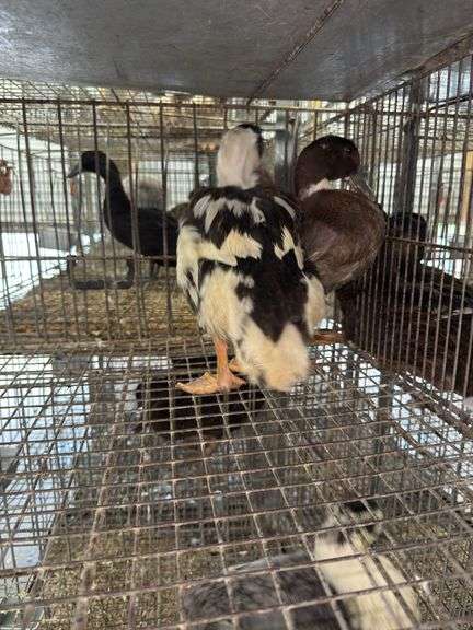 2 Silver Appleyard Hen Ducks