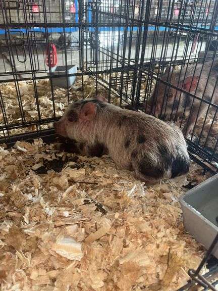 Gilt Mini Pot Belly Pig - 6 Wks Old