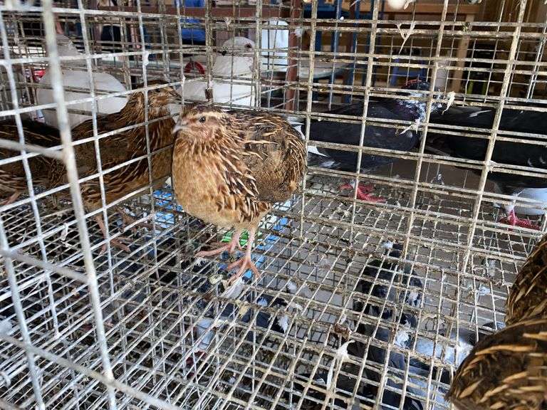 3 Jumbo Wilds Quail - 8wks Old