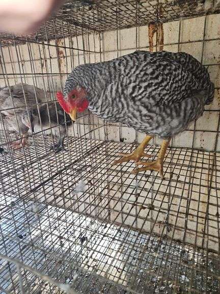 Barred Rock Rooster