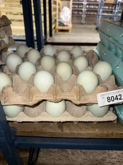 2 Doz Super Jumbo King Blue Duck Eating Eggs