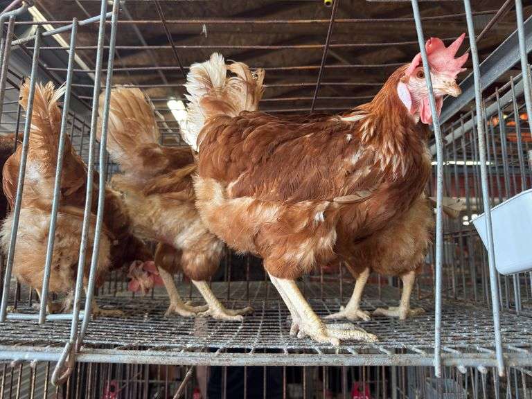 4 Rhode Island Red Hens
