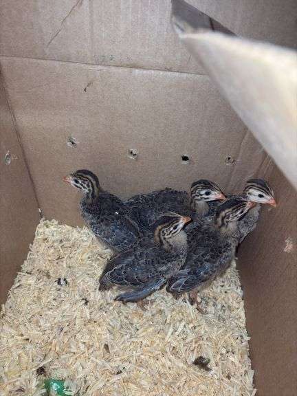 5 Guinea Keets