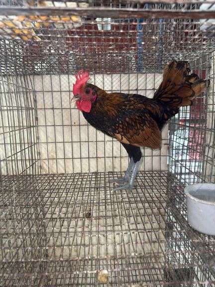 Sebright Rooster