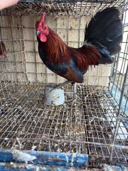 Banty Rooster