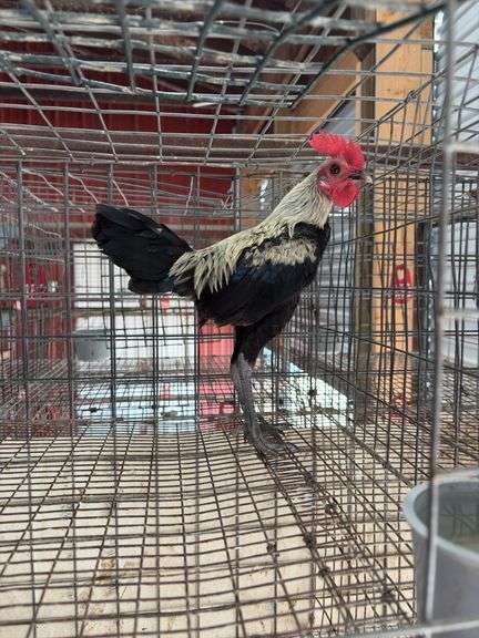 Modern Game Rooster