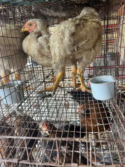 2 Meat Chickens
