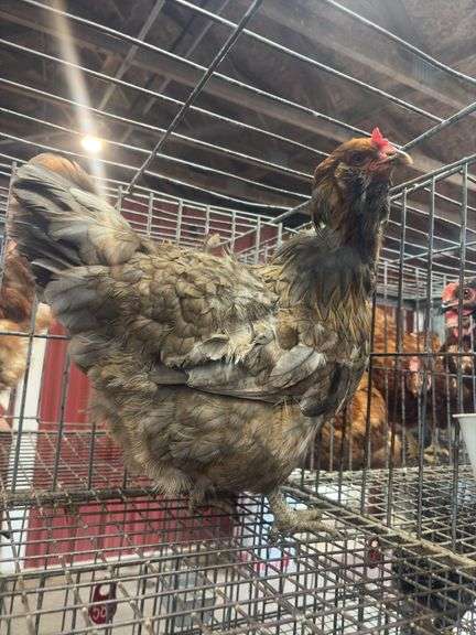 Ameraucana Hen