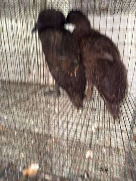 2 Khaki Campbell Runner Ducks - 2 Months Old
