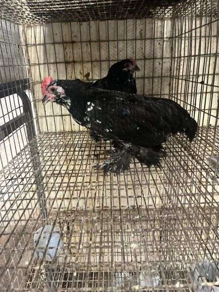 Pair Mottled D'uccles - 14 Wks Old