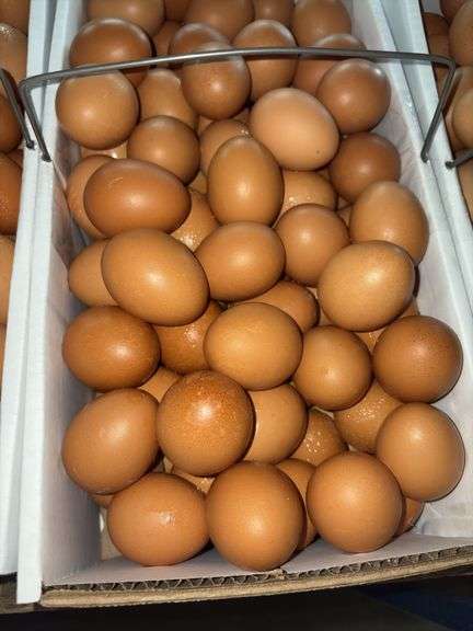 9 Doz Med Brown Eating Eggs