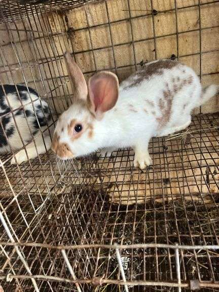 Brown Meat Rabbit