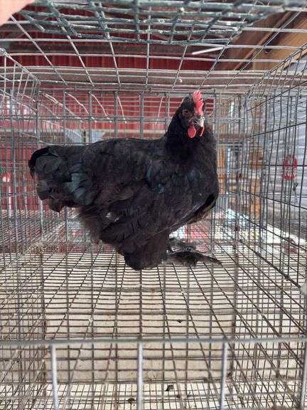Young Black Rooster