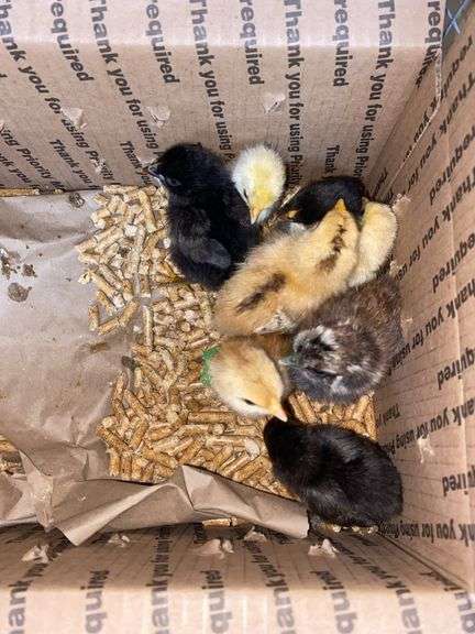 8 Mixed Chicks - Silkies & Mottled Cochin Banties