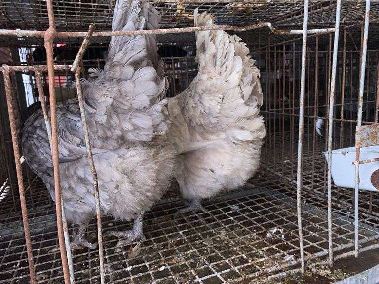 2 Lavender Orpington Laying Hens - 1 Yr Old