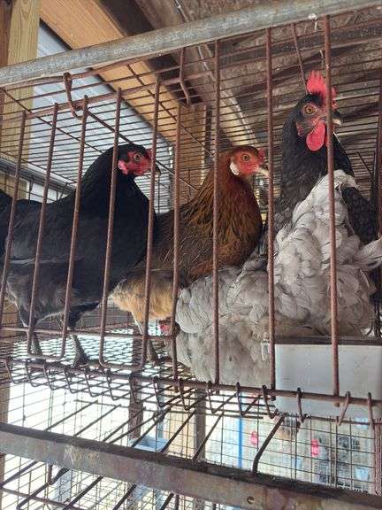 4 Easter Egger Australorp Hens - 2.5yrs Old