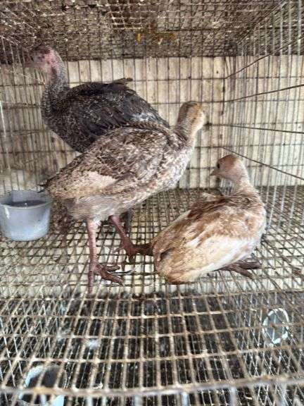 3 Turkey Poults