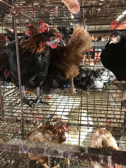 4 Pullets