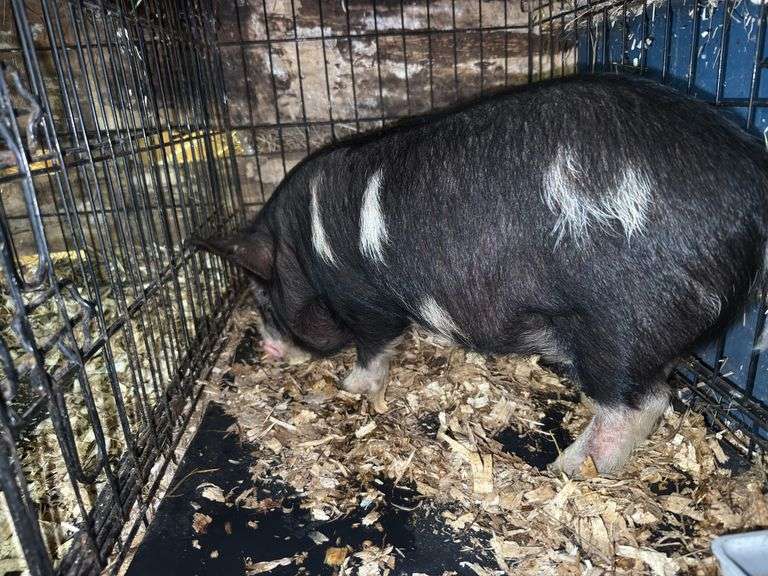 Black Gilt Kune Kune Pig - 9 Wks Old - Hand Fed