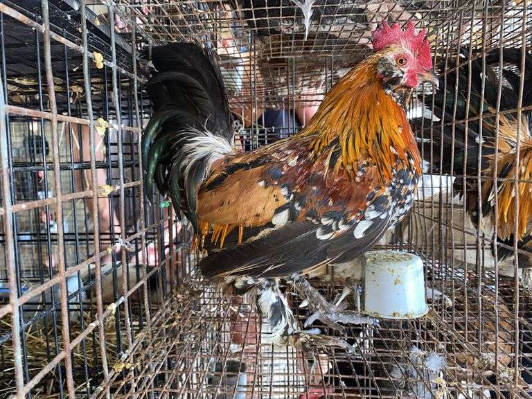 Mille Fluer Duccle Rooster