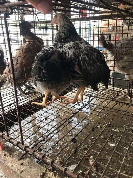 2 Silver Laced Pullets