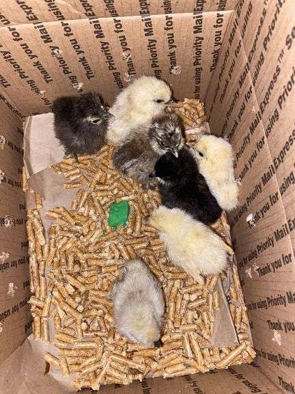 8 Mixed Chicks - Silkies & Mottled Cochin Banties